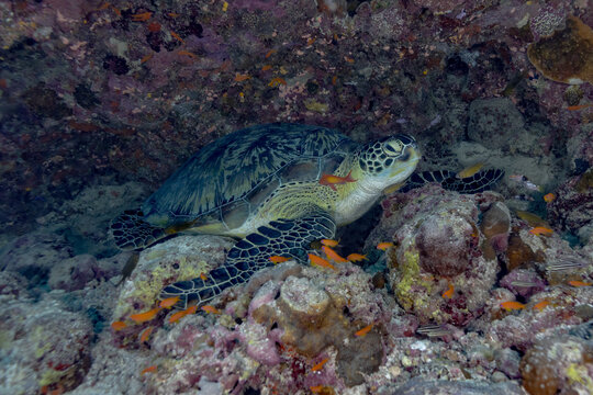 Sea turtle resting on coral reef with tropical fish