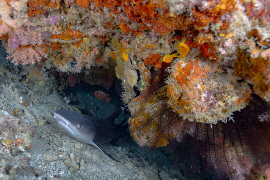 White tip reef shark resting under thila overhang at cleaning station