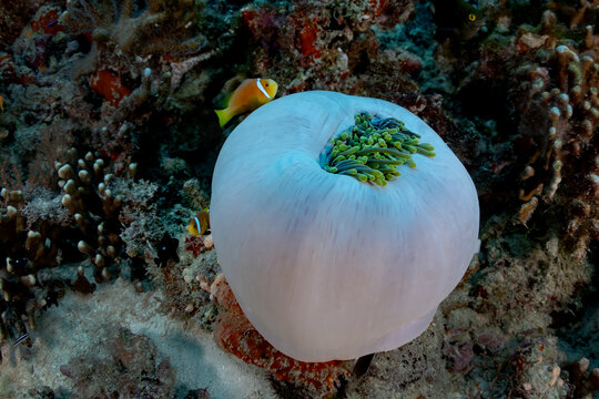 Giant sea anemone and clown fish on thila cleaning station