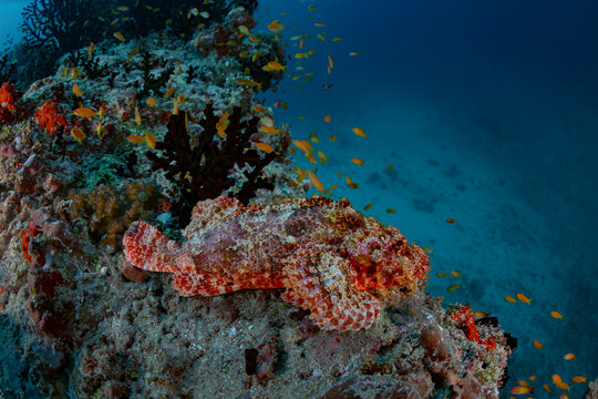 Scorpionfish camouflaged on Maldives reef