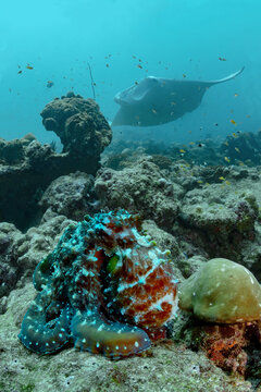 Underwater Maldives reef with octopus and manta ray