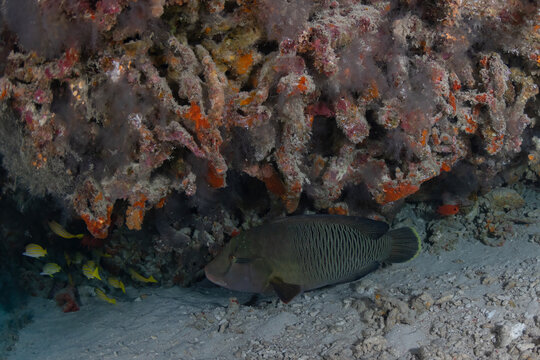 Reef fish at thila cleaning station in strong ocean current