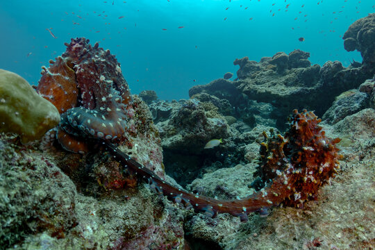 Octopus on thila reef near cleaning station in current