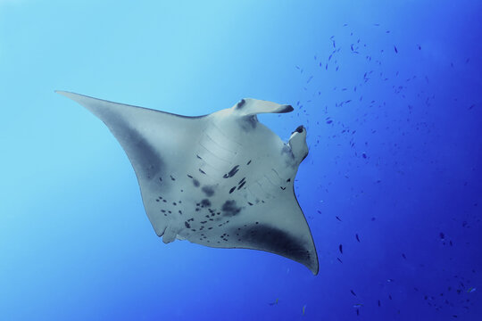 Manta ray at thila cleaning station in strong current
