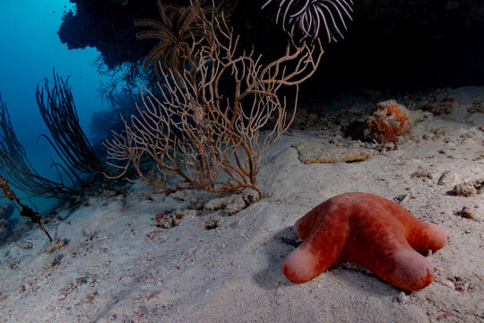 Underwater thila cleaning station with sea star in current