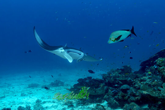 Scuba diver at thila cleaning station with manta ray