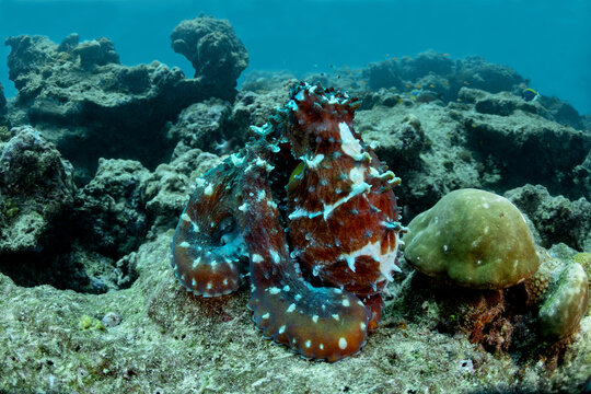 Underwater octopus at coral thila cleaning station in current