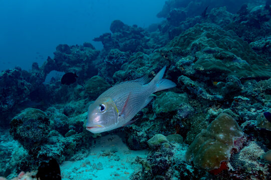 Maldives thila dive with Monotaxis grandoculis at reef station