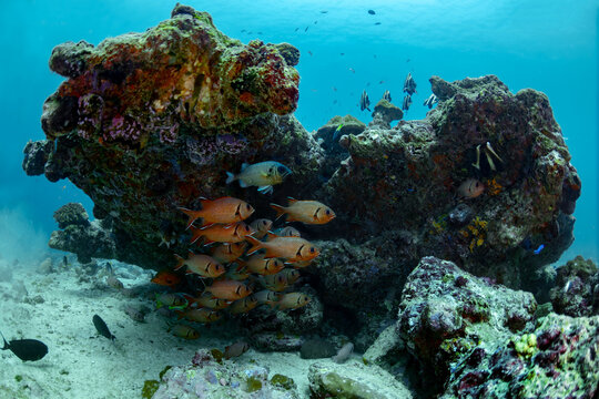 Scuba divers exploring thila reef and fish cleaning station
