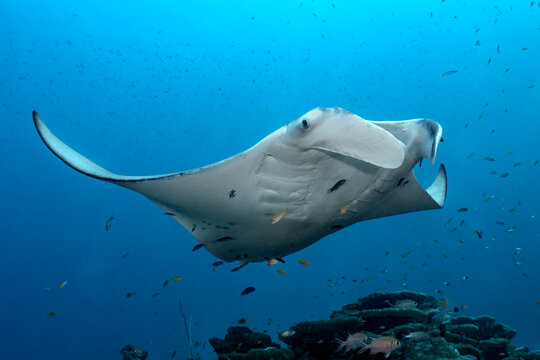 Manta ray gliding above thila reef in clear blue sea