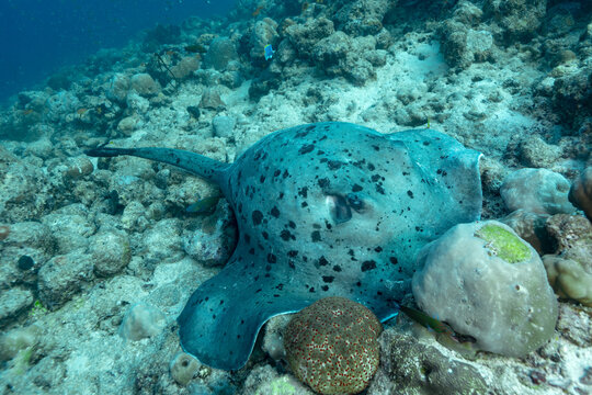 Giant oceanic manta ray resting on Maldives reef