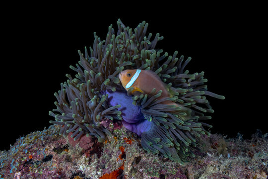 Scuba diving on thila reef with clown fish and anemone