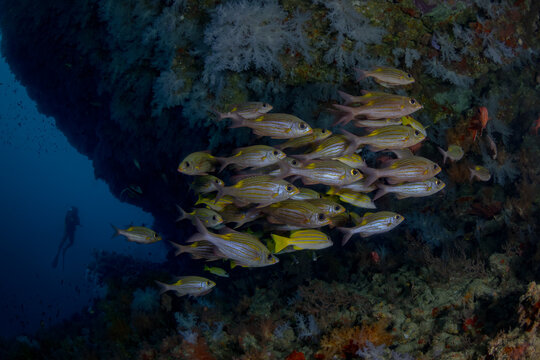 Scuba diver exploring thila reef with school of fish
