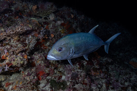 Scuba diving on a thila with a trevally over coral reef