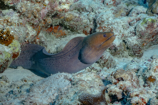 Underwater moray eel resting on thila reef seafloor