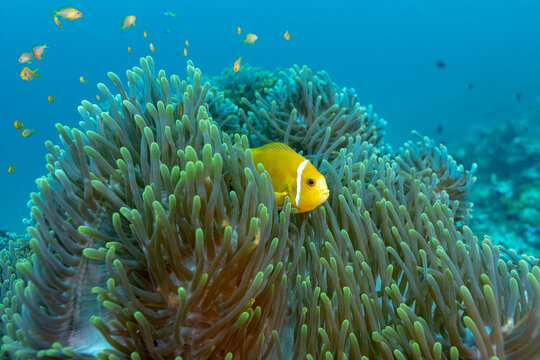 Colorful reef fish and anemone on a thila dive site