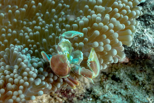 Underwater macro of porcelain crab on anemone at thila
