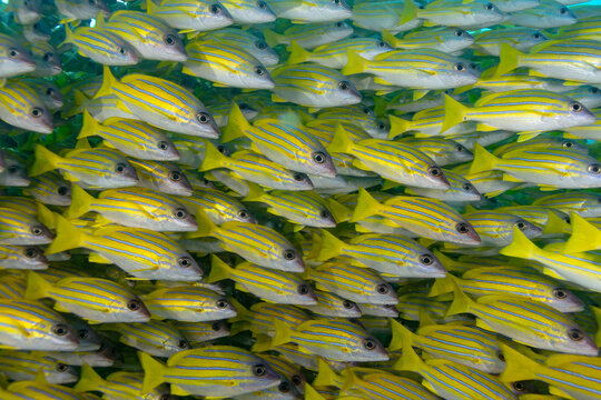 School of yellow striped snapper at thila dive site