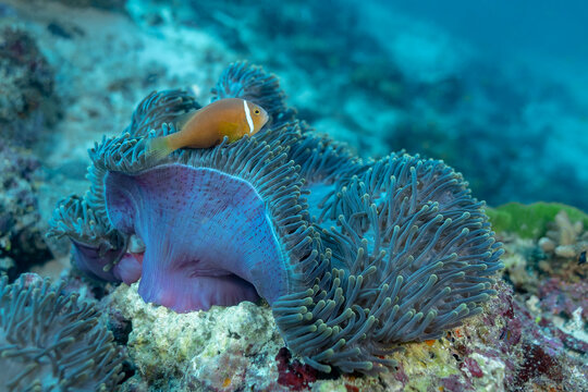 Scuba diving on a thila with clown fish and anemone