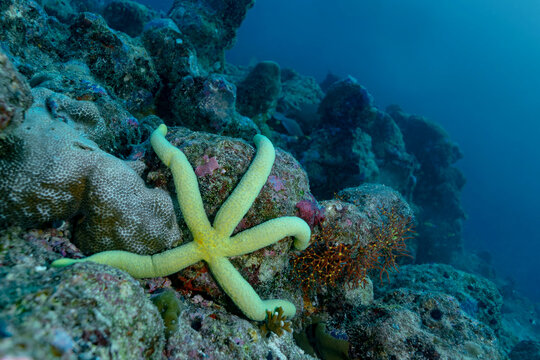 Yellow starfish on coral reef during thila scuba dive