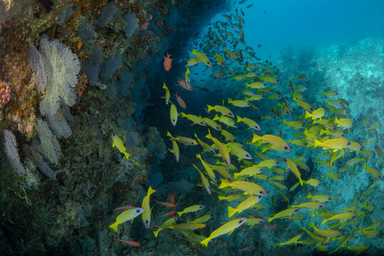 School of lutjanus kasmira on Maldives coral reef
