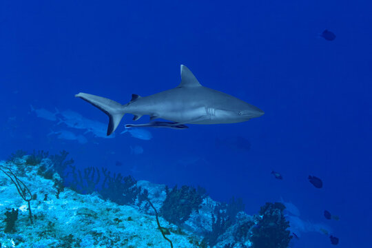 Underwater thila dive with reef shark over coral slope