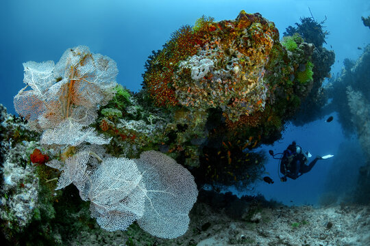 Scuba diver exploring a thila reef with sea fan coral