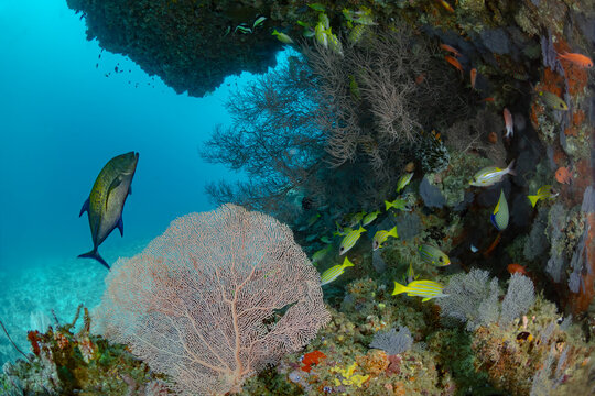 Underwater coral reef scene in the Maldives with bluefin trevally