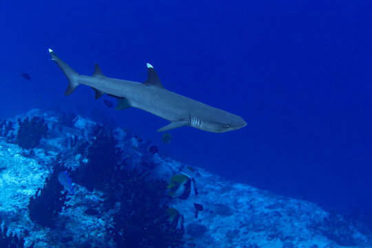 Underwater thila dive with reef shark over coral slope