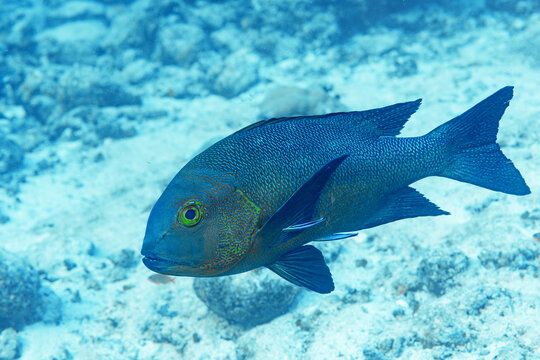Underwater scuba diving at a thila with reef fish close-up