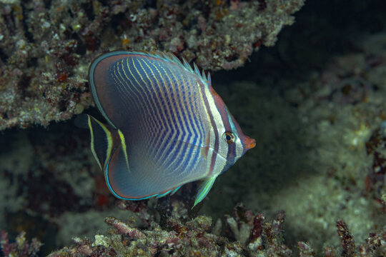 Tropical reef fish at thila dive site in clear ocean water