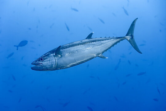 Underwater tuna near thila reef during scuba diving