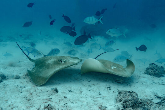 Two Hemitrygon akajei rays on Maldives sandy seabed