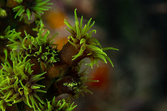 Closeup of Tubastraea micrantha coral in Maldives reef