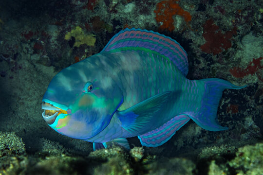 Colorful Chlorurus microrhinos parrotfish on Maldives reef