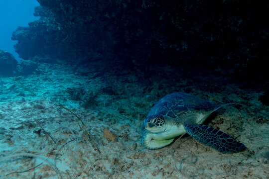 Scuba diving on thila reef with green sea turtle