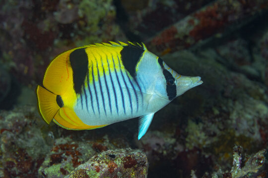 Chaetodon falcula swimming on Maldives reef