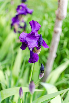 Purple iris flower blooming in a spring park garden