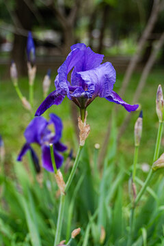 Purple iris blossom in spring park with soft bokeh background