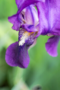 Close-up of purple iris flower in spring park garden