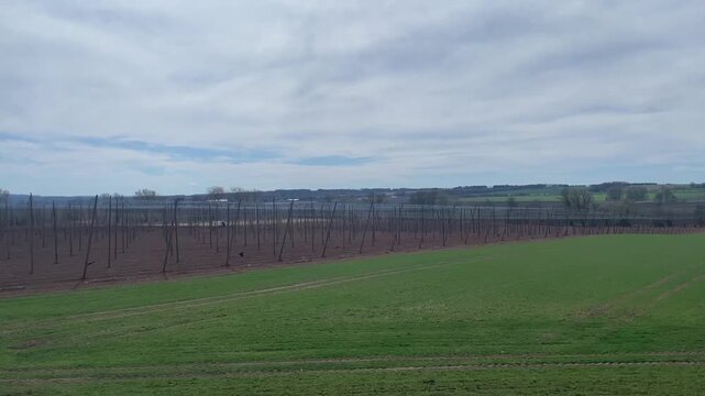 Prepared hop fields in early spring with trellis systems ready for planting, showing agricultural setup and seasonal farming activity. 
