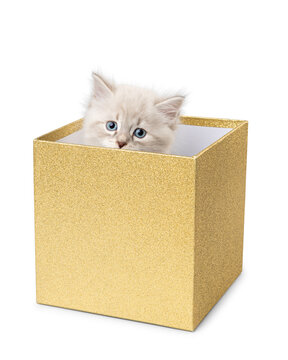 Neva Masquerade Kitten Inside Golden Gift Box