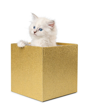 Curious Neva Masquerade Kitten Inside Golden Gift Box