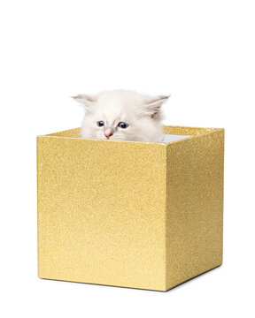 Cute Neva Masquerade Kitten Peeking From Golden Gift Box