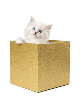 Fluffy White Ragdoll Kitten Looking Up In Golden Box
