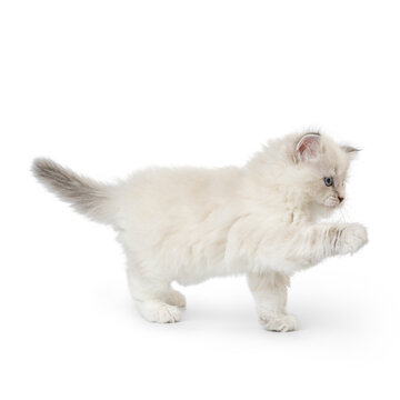 Fluffy Neva Masquerade Kitten Walking With Raised Paw