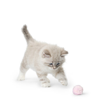 Playful Neva Masquerade Kitten Reaching For Pink Fur Ball