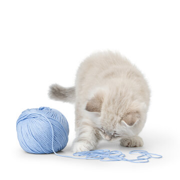 Playful Neva Masquerade Kitten Playing With Blue Yarn