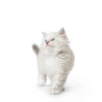 Fluffy Neva Masquerade Kitten Looking Up While Walking