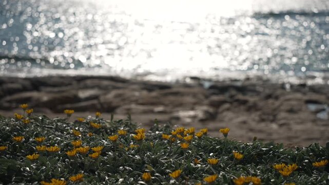 View of yellow flowers and blue sea near Paphos, Yeroskipou, Paphos, Cyprus, Mediterranean Sea